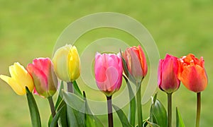 In spring, several brightly colored tulips grow side by side against a green background