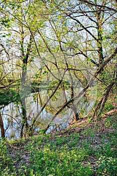 Spring shady forest and small river, Ukraine