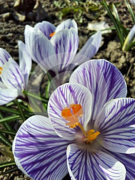 Spring Shafran Flowers