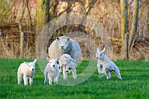 Primavera oveja 