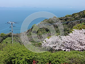 Spring at Shiranui sea