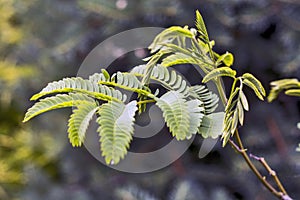 Spring shoots of Albizia