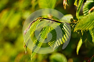 Spring shoots of a beech hedge photo