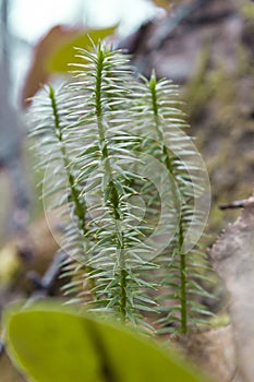 Spring, Siberian forest, plants come to life