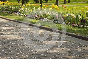 Spring sidewalk with fallen petals of cherry blossoms, sakura and Blossoming lawns with bright colors of flowers