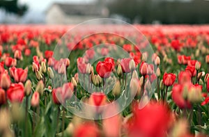 Spring in Skagit Valley