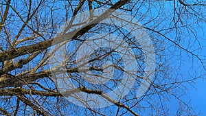 Spring skyscape with old tree branches and bright blue sky background with no clouds.