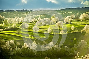 Spring Slovakia landscape. Nature fields with blooming cherries. Unique ecological land management. Polana region, Hrinova, Slovak