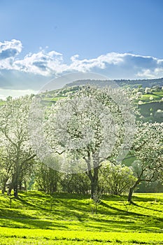 Spring Slovakia landscape. Nature fields with blooming cherries. Unique ecological land management. Polana region, Hrinova, Slovak