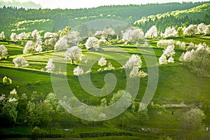 Spring Slovakia landscape. Nature fields with blooming cherries. Unique ecological land management. Polana region, Hrinova, Slovak