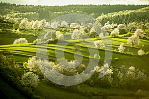 Spring Slovakia landscape. Nature fields with blooming cherries. Unique ecological land management. Polana region, Hrinova, Slovak