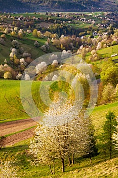 Spring landscape in Polana region