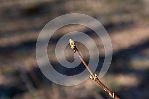 Spring small green bud sprout branch in forest