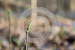 Spring small green bud sprout branch in forest