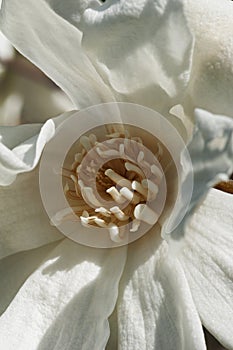 Spring snow hybrid magnolia flower