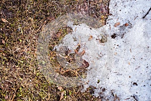 Spring, snow melts in the sun and grass appears. Thawing on the lawn with greenery and dirt