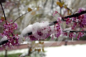 Spring snow on redbud tree branch close up