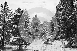 Spring Snow Storm in Chautauqua Park