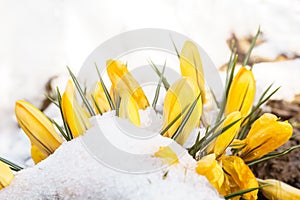 Spring snow on yellow flowers