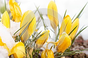 Spring snow on yellow flowers