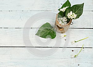 Spring with Snowdrop Background