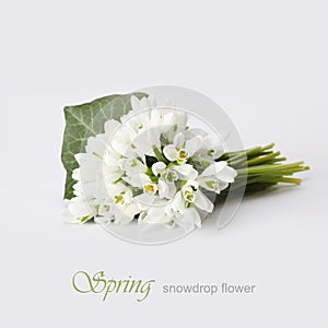 Spring snowdrop flower