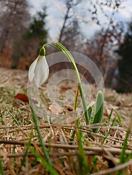 Spring Snowdrop flower at mountain