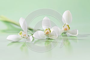 Spring snowdrop flower. Soft focus. Light green horizontal background