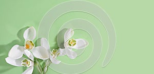 Spring snowdrop flower. Soft focus. Light green horizontal background