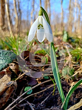 spring snowdrop flowers