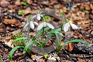 Spring Snowdrop Flowers