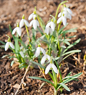 Spring snowdrop flowers blooming