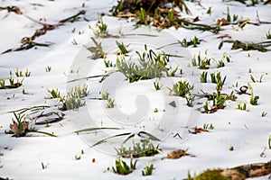 Spring snowdrop flowers blooming in sunny day