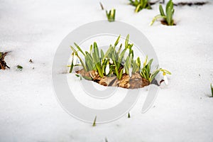 Spring snowdrop flowers blooming in sunny day