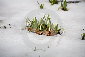 Spring snowdrop flowers blooming in sunny day