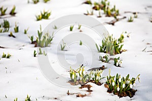 Spring snowdrop flowers blooming in sunny day