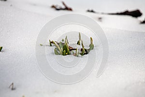 Spring snowdrop flowers blooming in sunny day