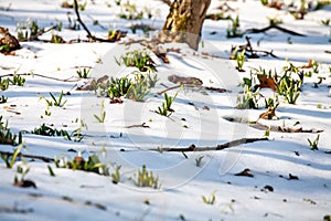 Spring snowdrop flowers blooming in sunny day