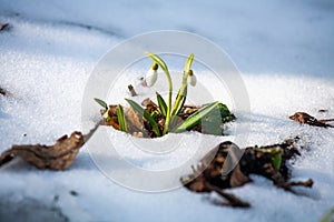 Spring snowdrop flowers blooming in sunny day