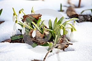 Spring snowdrop flowers blooming in sunny day