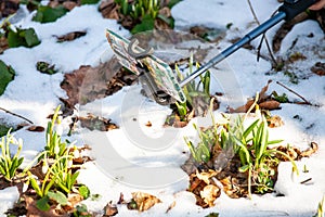 Spring snowdrop flowers blooming in sunny day