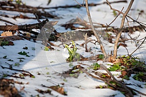 Spring snowdrop flowers blooming in sunny day