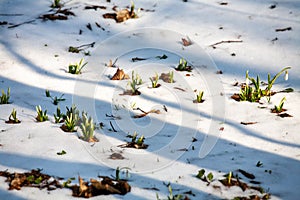 Spring snowdrop flowers blooming in sunny day