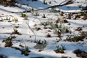 Spring snowdrop flowers blooming in sunny day