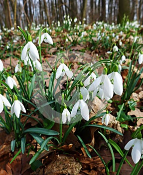 Spring snowdrop flowers Galanthus nivalis blooming in the forest near Dobrin, Czech Republic