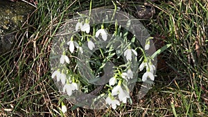 Spring snowdrop flowers and Great crested newt Triturus cristatus