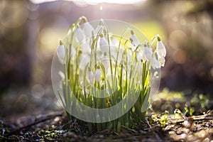 Spring snowdrop flowers growing in springtime sunlight