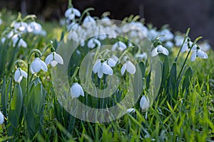 Spring snowdrop flowers nosegay part isolated on white background.macro photo with considerable depth of sharpness