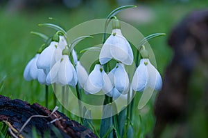 Spring snowdrop flowers nosegay part isolated on white background.macro photo with considerable depth of sharpness