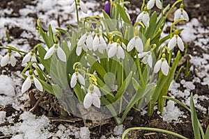 Spring snowdrop flowers with snow, Galanthus nivalis.